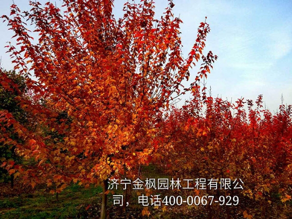 三、購(gòu)買(mǎi)我們紅楓具體流程是怎么進(jìn)行的？