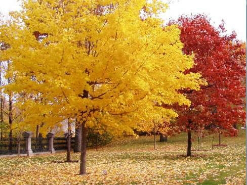 一、我們的紅楓為何能保障在同類產(chǎn)品中價(jià)錢低？